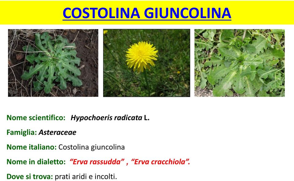 Famiglia: Asteraceae Nome italiano: Costolina