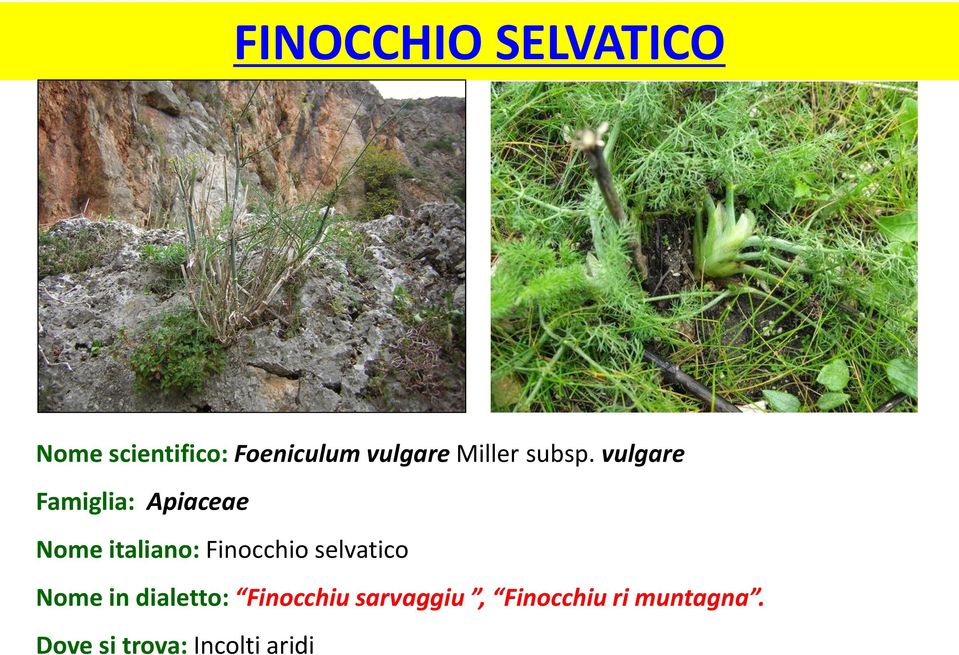 vulgare Famiglia: Apiaceae Nome italiano: Finocchio