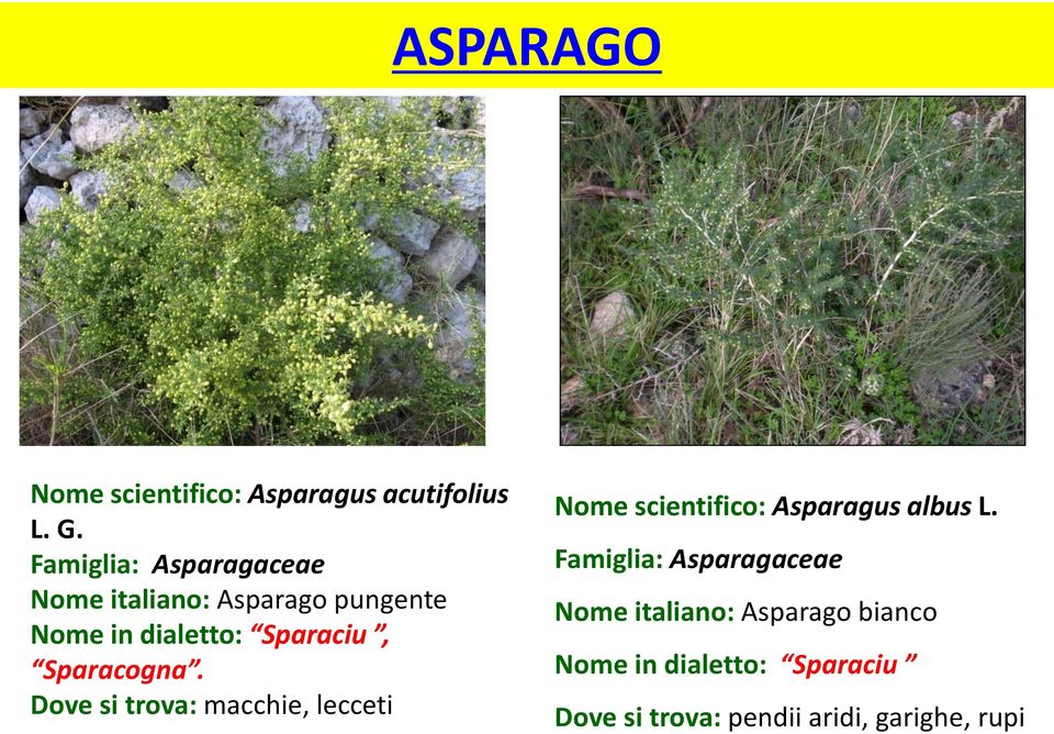 Sparacogna. Dove si trova: macchie, lecceti Nome scientifico: Asparagus albus L.
