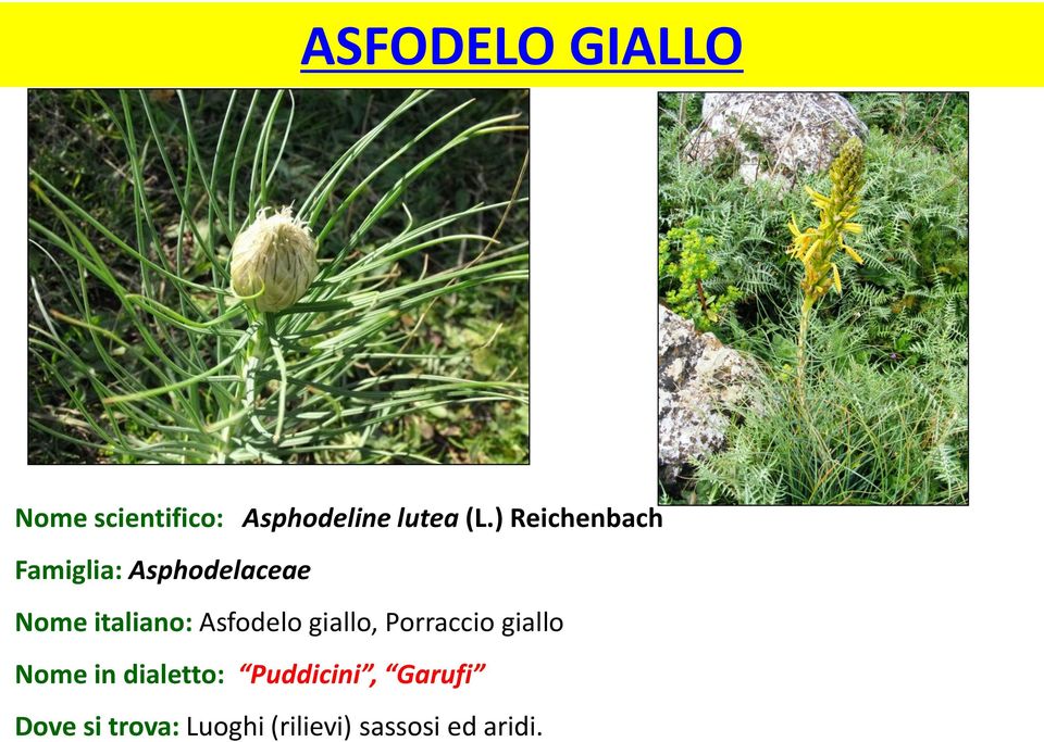 Asfodelo giallo, Porraccio giallo Nome in dialetto: