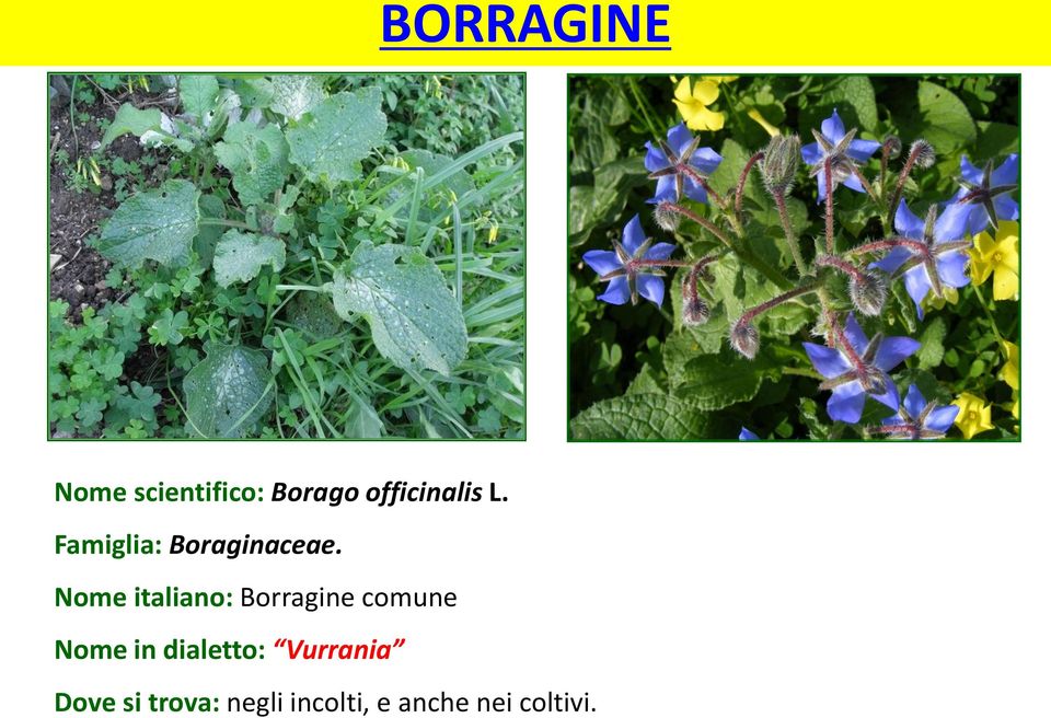 Nome italiano: Borragine comune Nome in