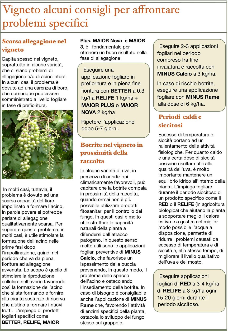 In molti casi, tuttavia, il problema è dovuto ad una scarsa capacità del fiore impollinato a formare l acino. In parole povere si potrebbe parlare di allegagione qualitativamente scarsa.