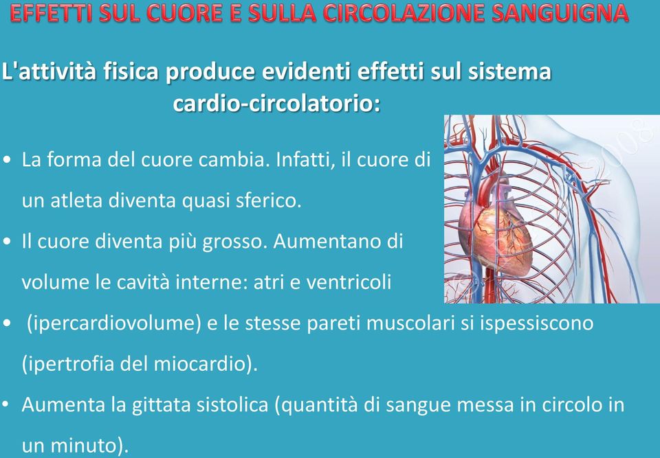 Aumentano di volume le cavità interne: atri e ventricoli (ipercardiovolume) e le stesse pareti