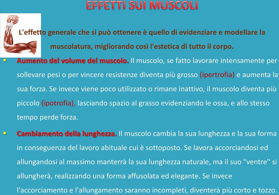 Se invece viene poco utilizzato o rimane inattivo, il muscolo diventa più piccolo (ipotrofia), lasciando spazio al grasso evidenziando le ossa, e allo stesso tempo perde forza.