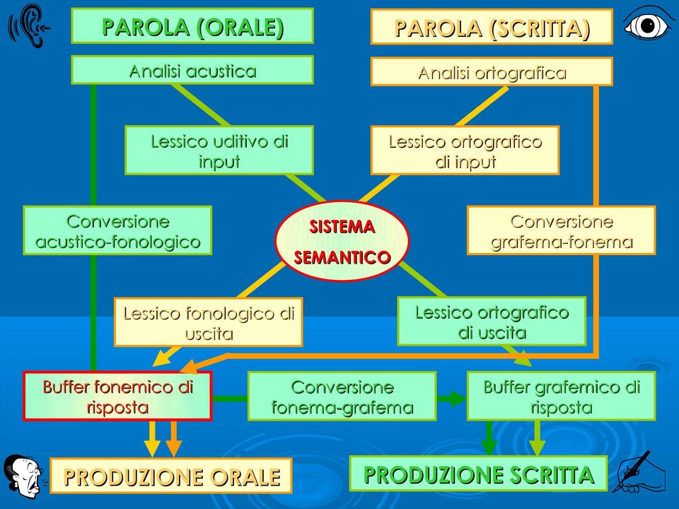 grafema-fonema Lessico fonologico di uscita Lessico ortografico di uscita Buffer fonemico di