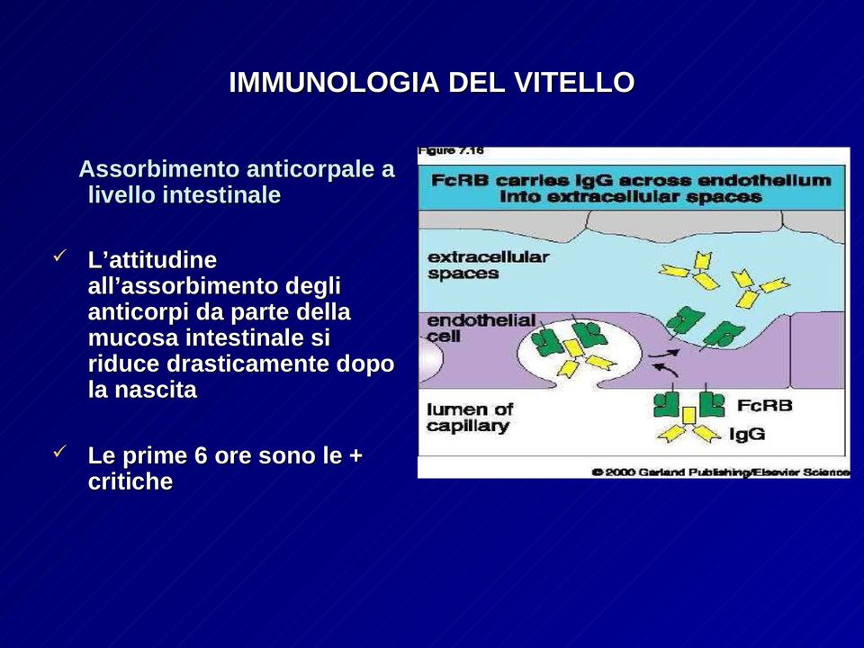 anticorpi da parte della mucosa intestinale si riduce