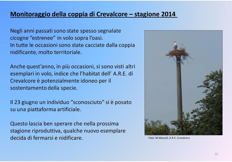 Anche quest anno, in più occasioni, si sono visti altri esemplari in volo, indice che l habitat dell A.R.E.