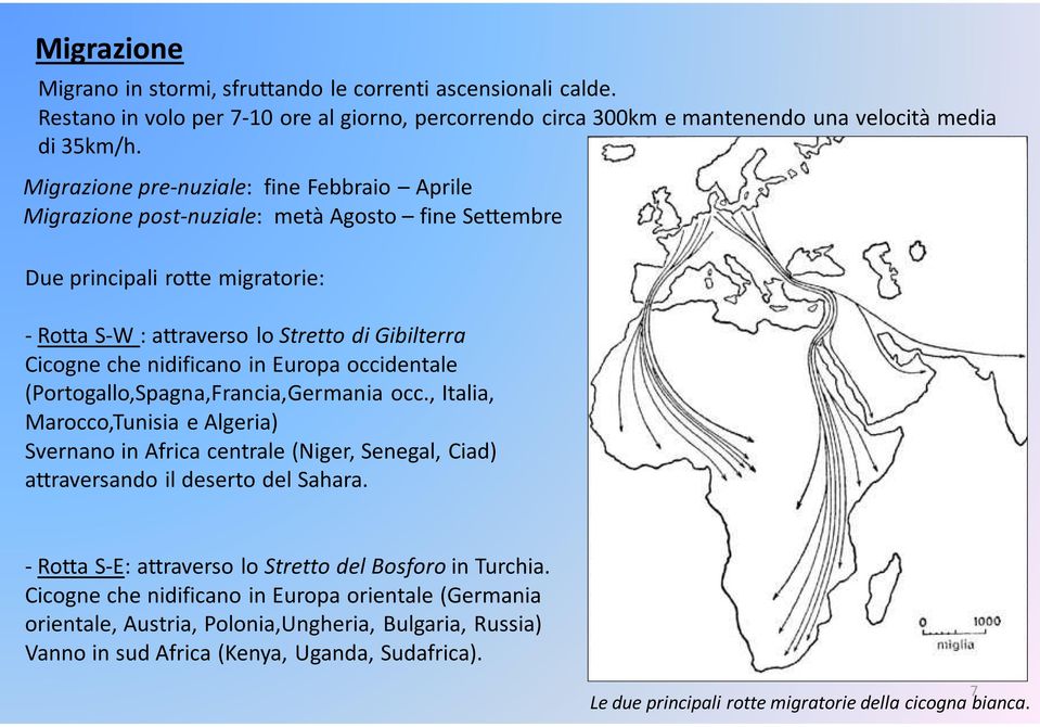 nidificano in Europa occidentale (Portogallo,Spagna,Francia,Germania occ., Italia, Marocco,Tunisia e Algeria) Svernano in Africa centrale (Niger, Senegal, Ciad) attraversando il deserto del Sahara.