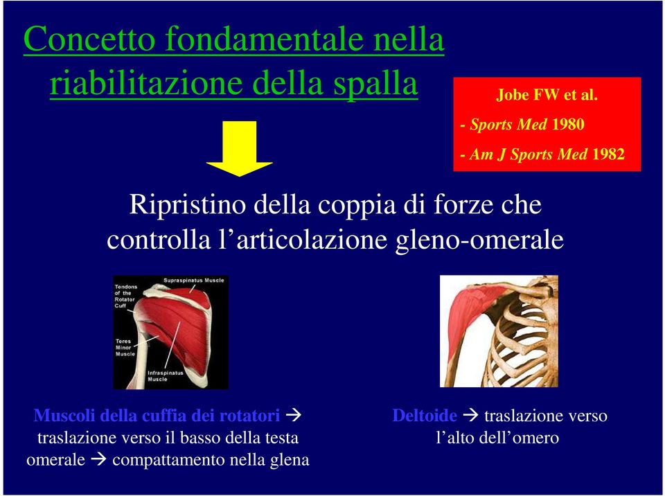 controlla l articolazione gleno-omerale Muscoli della cuffia dei rotatori