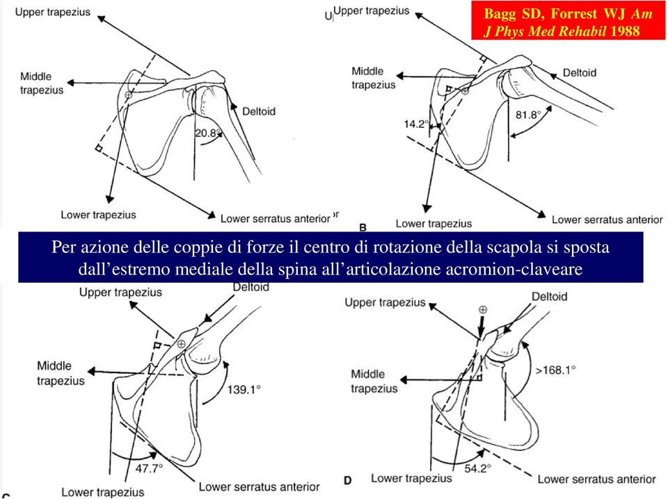 rotazione della scapola si sposta dall estremo