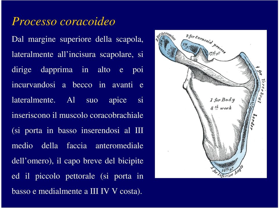 Al suo apice si inseriscono il muscolo coracobrachiale (si porta in basso inserendosi al III medio