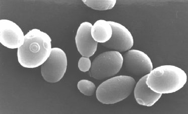 Lactic acid bacteria and yeasts from wheat