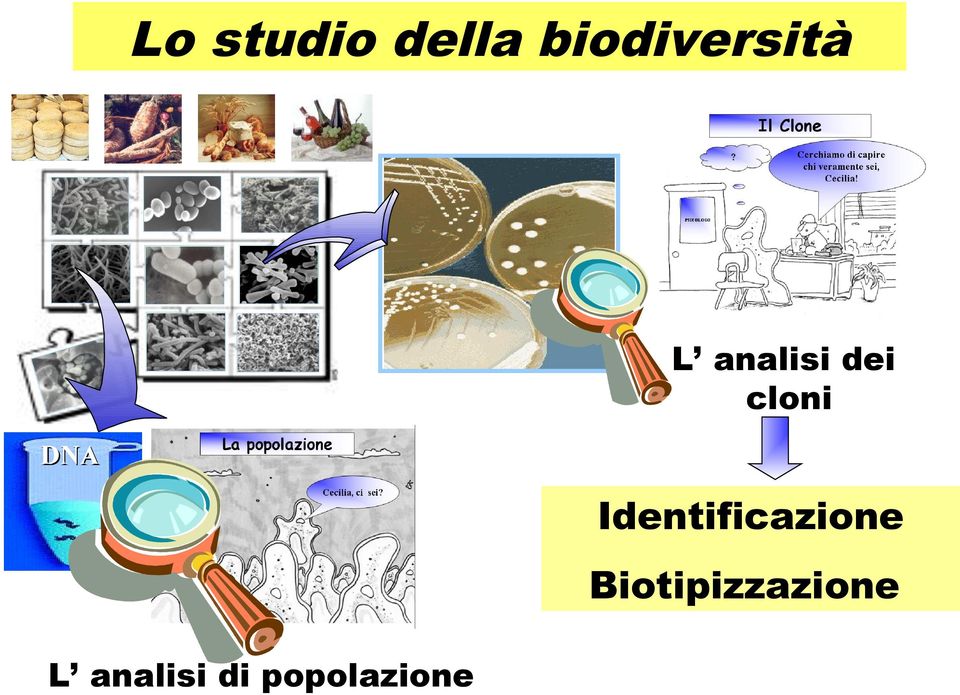 cloni DNA Identificazione