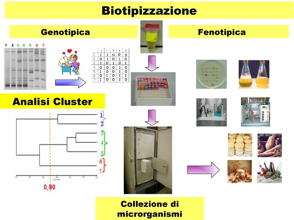 Fenotipica 7 Analisi