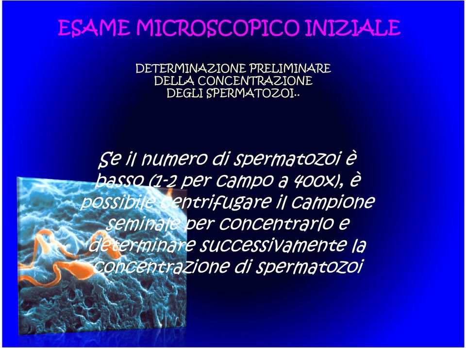 . Se il numero di spermatozoi è basso (1(1-2 per campo a 400x), è