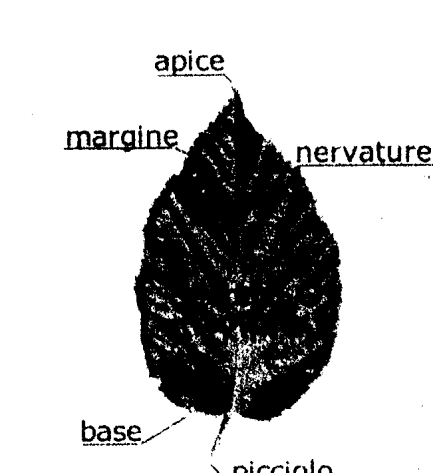 Generalmente la foglia e formata da una parte appiattita chiamata lamina e da un peduncolo resistente ed elastico, chiamato picciolo. Il picciolo presenta alla base un allargamento chiamato guaina.