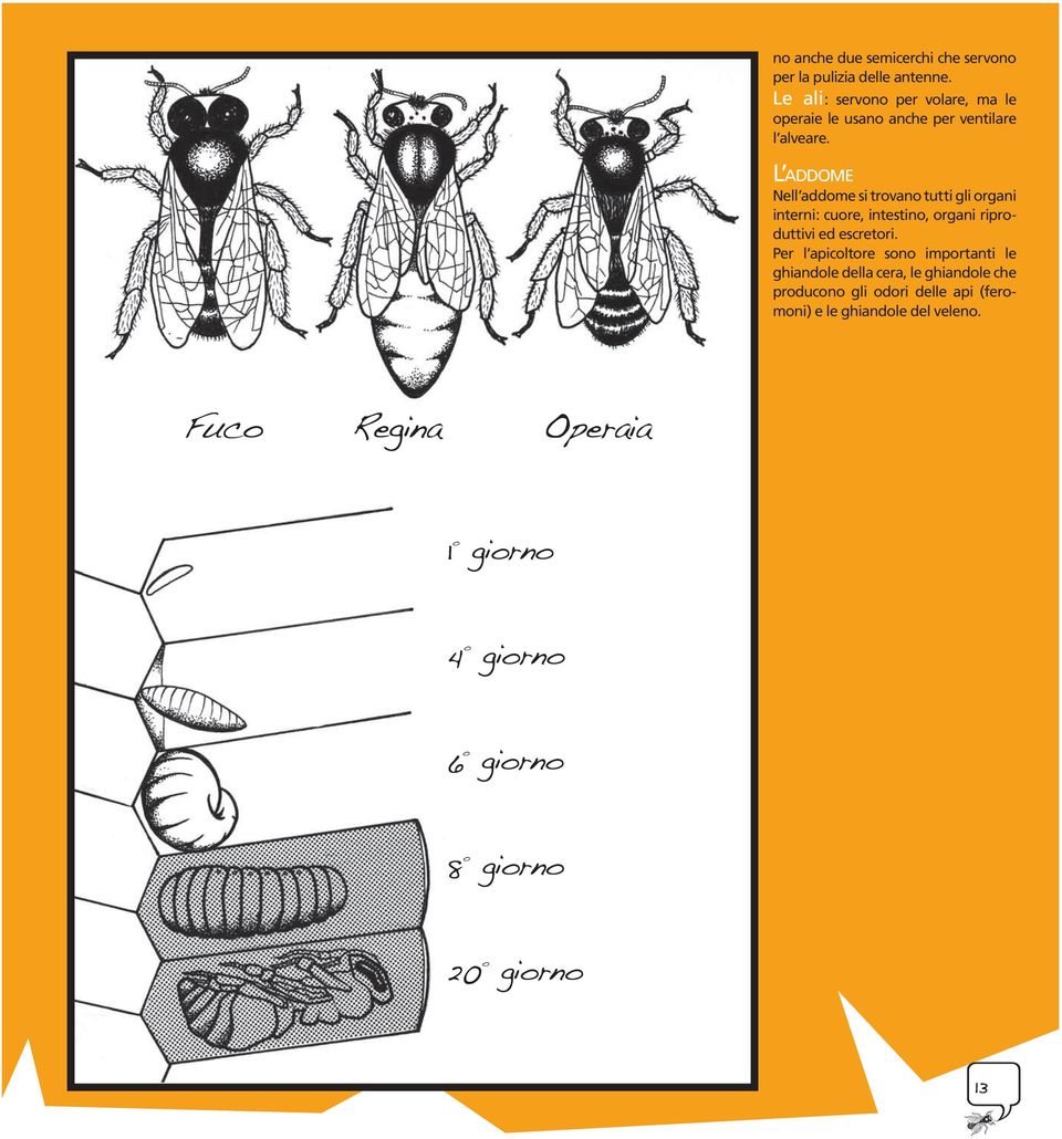 L ADDOME Nell addome si trovano tutti gli organi interni: cuore, intestino, organi riproduttivi ed escretori.