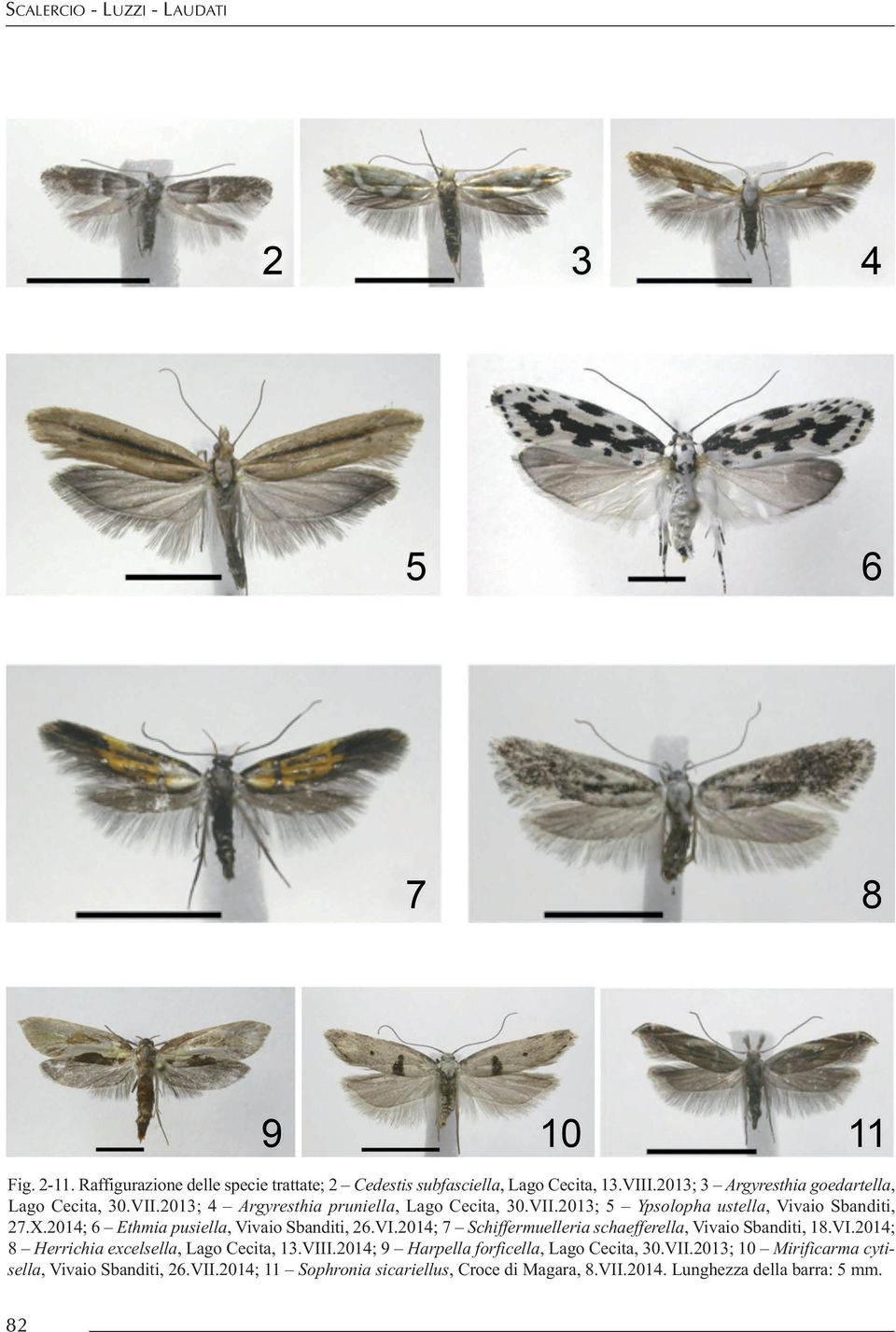 2014; 6 Ethmia pusiella, Vivaio sbanditi, 26.VI.2014; 7 Schiffermuelleria schaefferella, Vivaio sbanditi, 18.VI.2014; 8 Herrichia excelsella, Lago Cecita, 13.