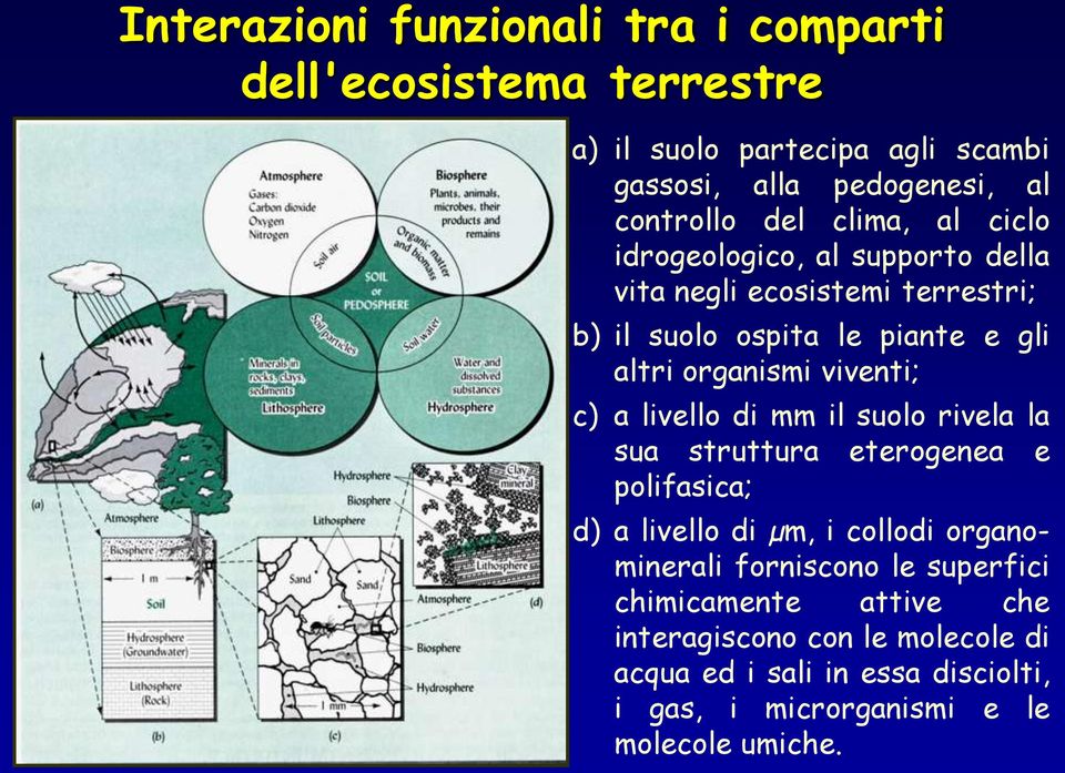 c) a livello di mm il suolo rivela la sua struttura eterogenea e polifasica; d) a livello di µm, i collodi organominerali forniscono le