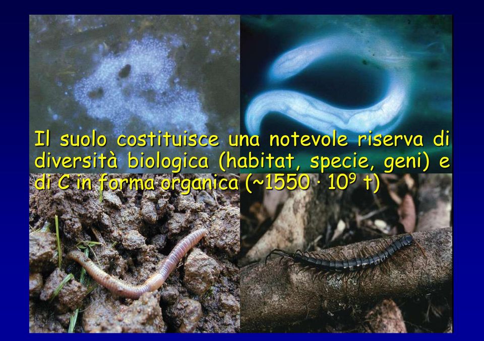 biologica (habitat, specie,