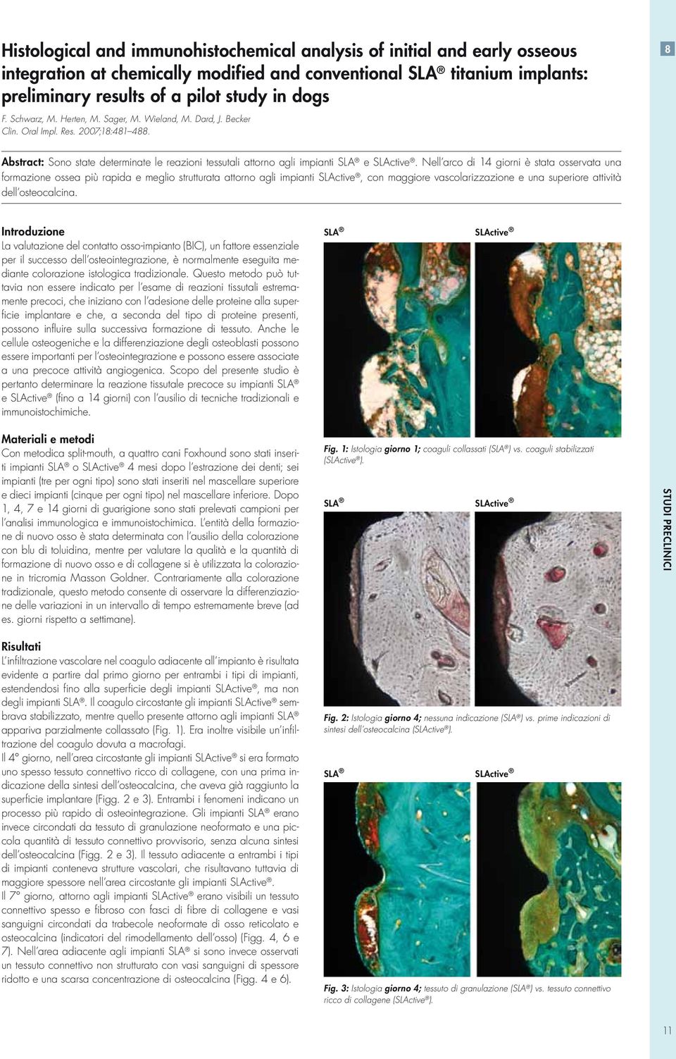 Nell arco di 14 giorni è stata osservata una formazione ossea più rapida e meglio strutturata attorno agli impianti SLActive, con maggiore vascolarizzazione e una superiore attività dell osteocalcina.