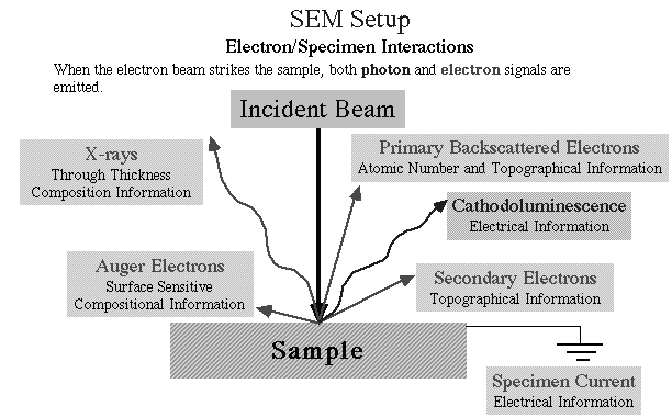 S.E.M. Qualsiasi segnale generato dall interazione tra la sonda e il campione può essere usato per fornire un immagine sul tubo a raggi catodici.