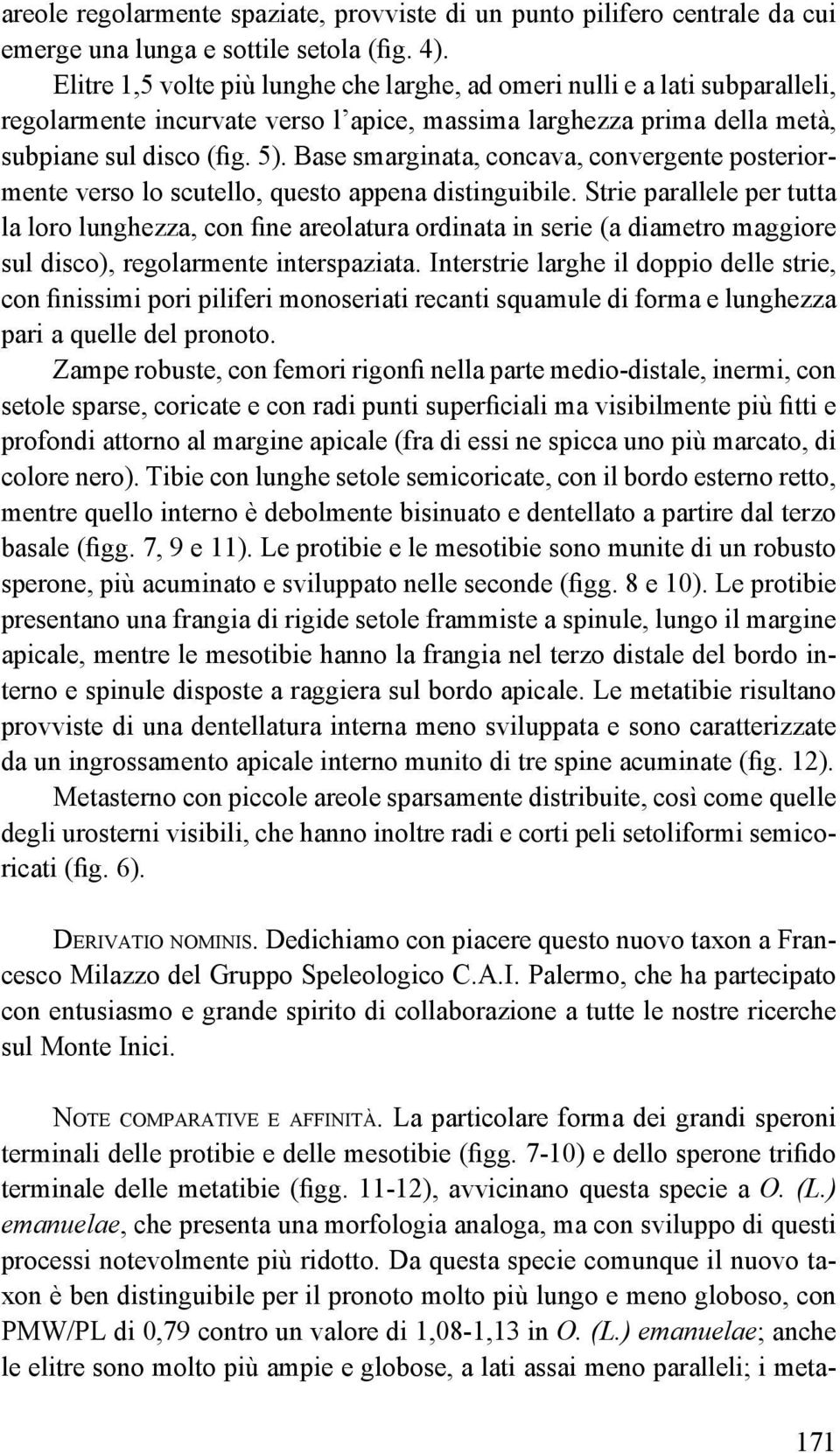 Base smarginata, concava, convergente posteriormente verso lo scutello, questo appena distinguibile.