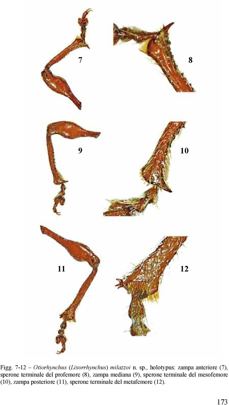 profemore (8), zampa mediana (9), sperone terminale del