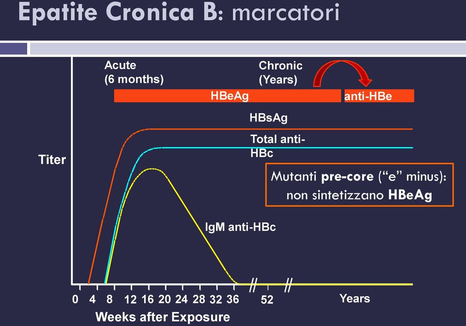 Mutanti pre-core ( e minus): non sintetizzano HBeAg IgM