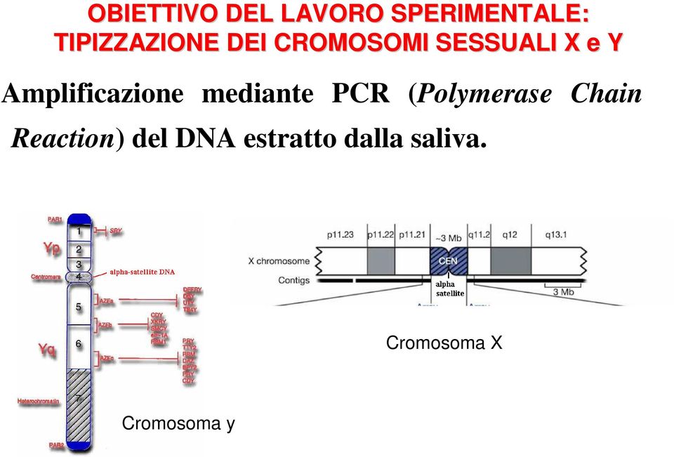 Amplificazione mediante PCR (Polymerase Chain