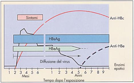 Elevata mortalità (fino al 50%) Induzione di PHC in seguito ad integrazione del genoma virale nel cromosoma ospite e stimolazione diretta della crescita cellulare.