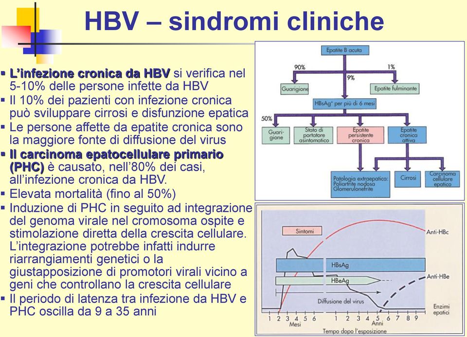 Elevata mortalità (fino al 50%) Induzione di PHC in seguito ad integrazione del genoma virale nel cromosoma ospite e stimolazione diretta della crescita cellulare.