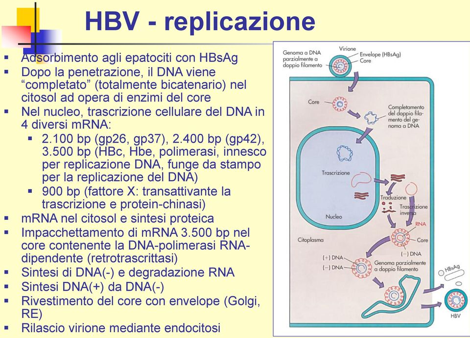 500 bp (HBc, Hbe, polimerasi, innesco per replicazione DNA, funge da stampo per la replicazione del DNA) 900 bp (fattore X: transattivante la trascrizione e protein-chinasi) mrna nel