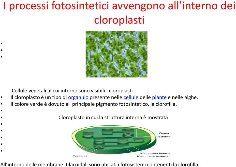 alghe. Il colore verde è dovuto al principale pigmento fotosintetico, la clorofilla.