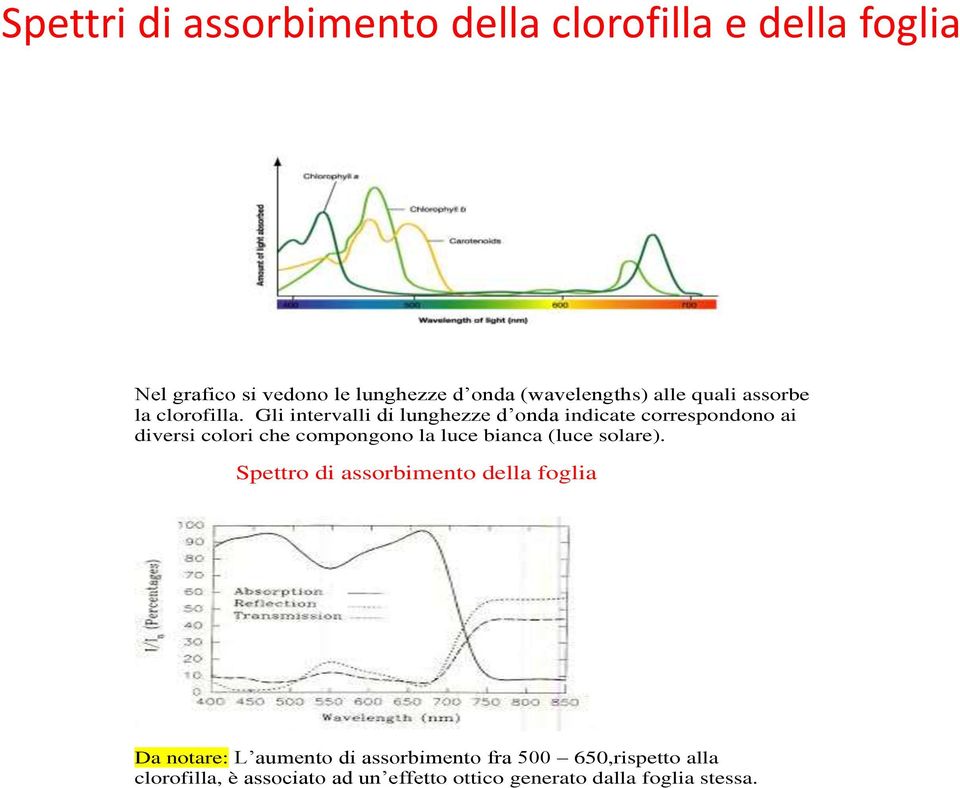 Gli intervalli di lunghezze d onda indicate correspondono ai diversi colori che compongono la luce bianca