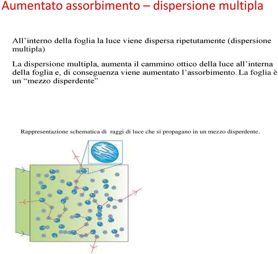 luce all interna della foglia e, di conseguenza viene aumentato l assorbimento.