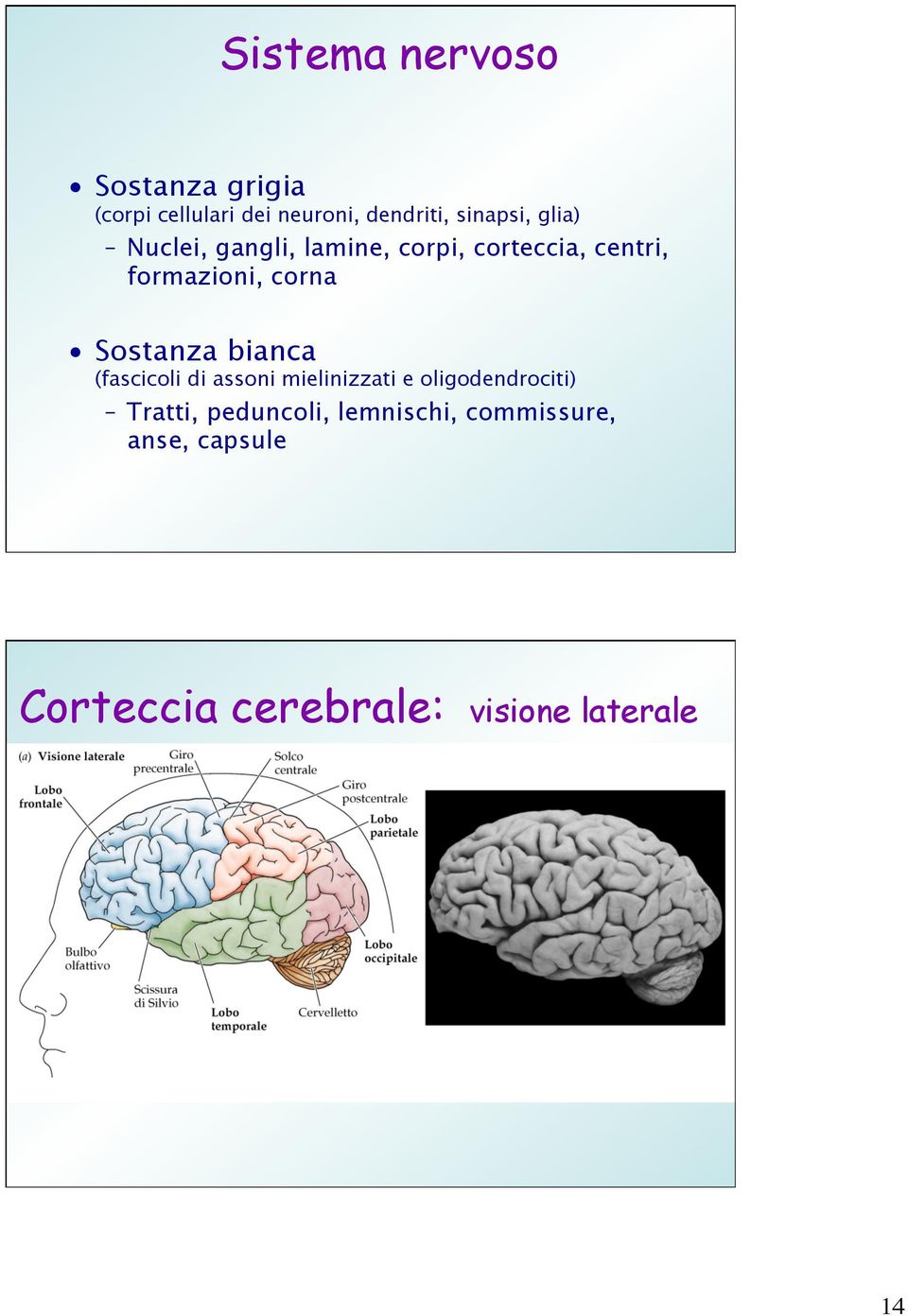 corna Sostanza bianca (fascicoli di assoni mielinizzati e oligodendrociti)