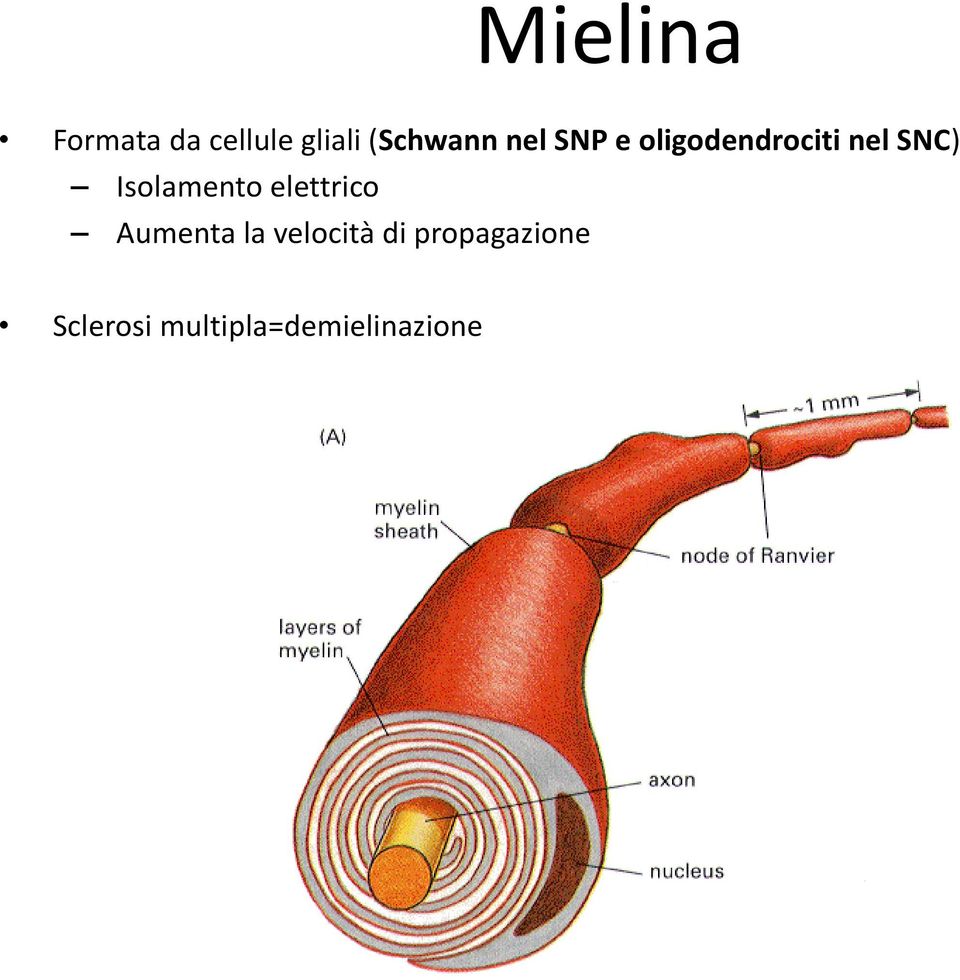 SNC) Isolamento elettrico Aumenta la