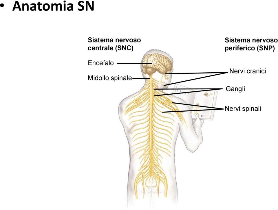spinale Sistema nervoso