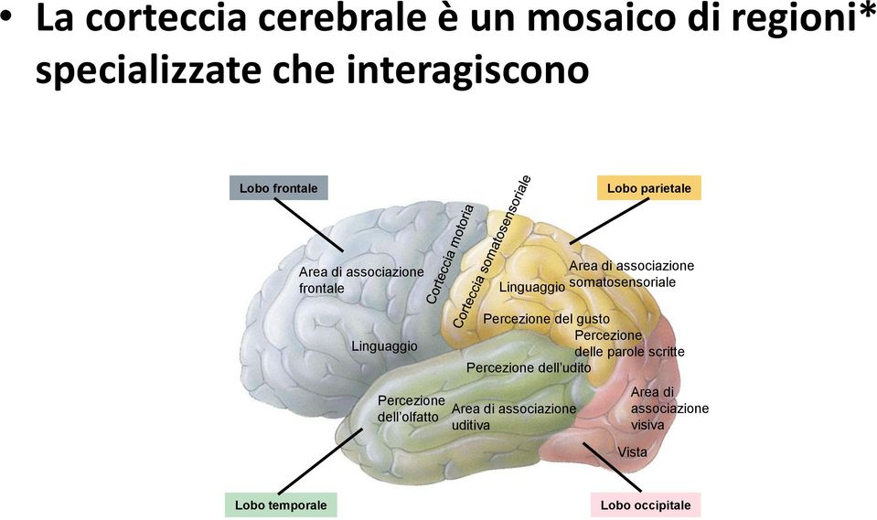 Linguaggio Percezione dell olfatto Percezione del gusto Percezione delle parole scritte