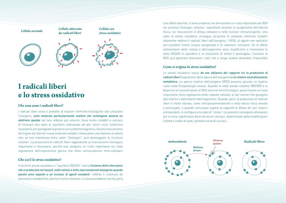 Uno stato di stress ossidativo consegue all azione di sostanze chimiche instabili altamente reattive (i radicali liberi dell ossigeno, i ROS), di agenti non radicalici pro-ossidanti (come l acqua