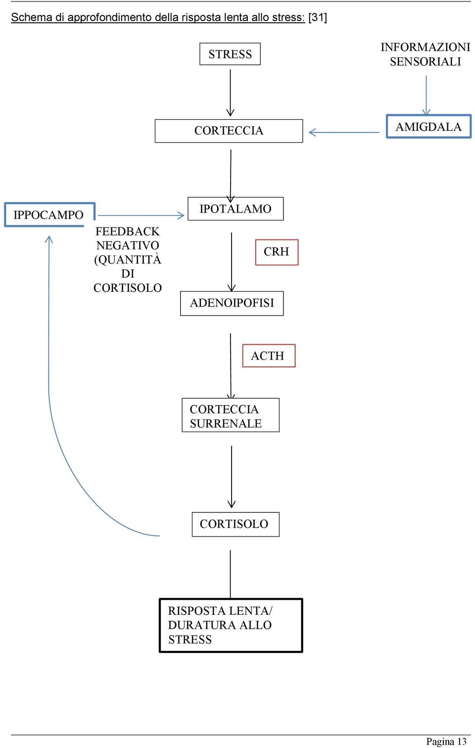 NEGATIVO (QUANTITÀ DI CORTISOLO IPOTALAMO ADENOIPOFISI CRH ACTH