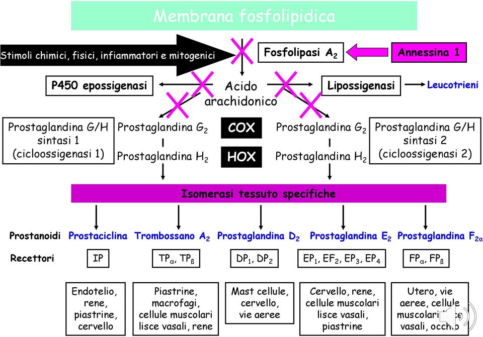 Prostaciclina Trombossano A 2 Prostaglandina D 2 Prostaglandina E 2 Prostaglandina F 2α Recettori IP TP α, TP ß DP 1, DP 2 EP 1, EF 2, EP 3, EP 4 FP α, FP ß Endotelio, rene, piastrine, cervello