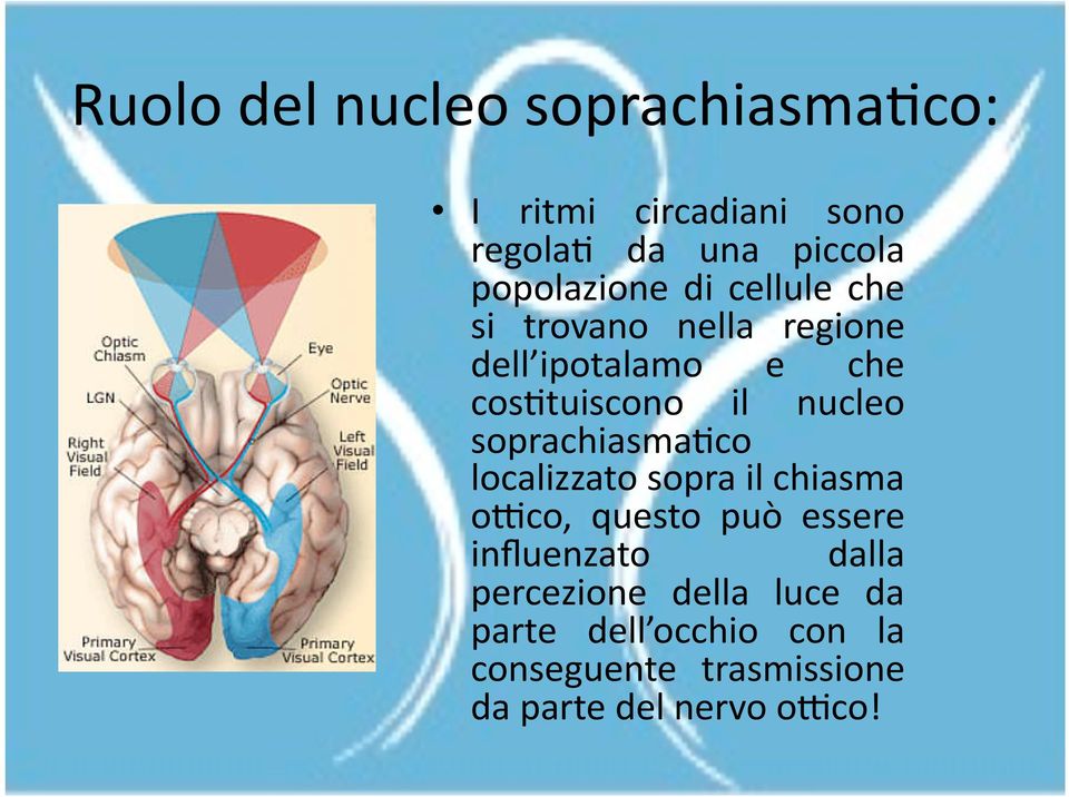 nucleo soprachiasma;co localizzato sopra il chiasma o5co, questo può essere influenzato