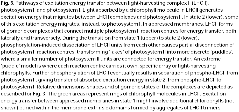 1. Riduzione dell assorbimento di energia Ruolo del complesso PSII-LHCII Il complesso PSII- LHCII è una colla biologica che mantiene uniti i tilacoidi Nelle zone di partizione c è un migliore