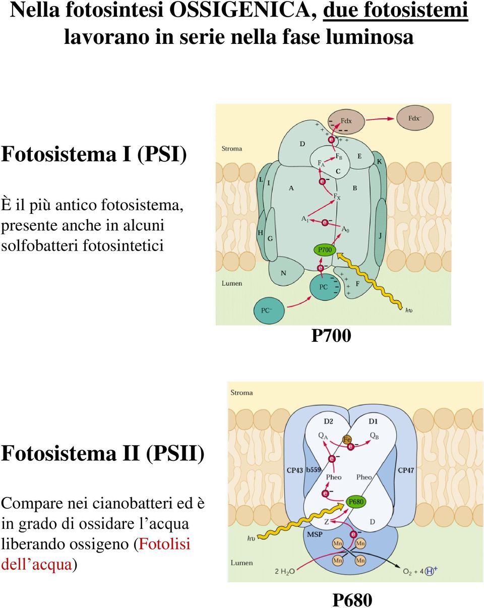 alcuni solfobatteri fotosintetici P700 Fotosistema II (PSII) Compare nei