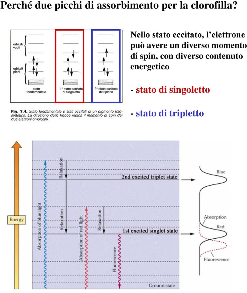 Nello stato eccitato, l elettrone può avere un