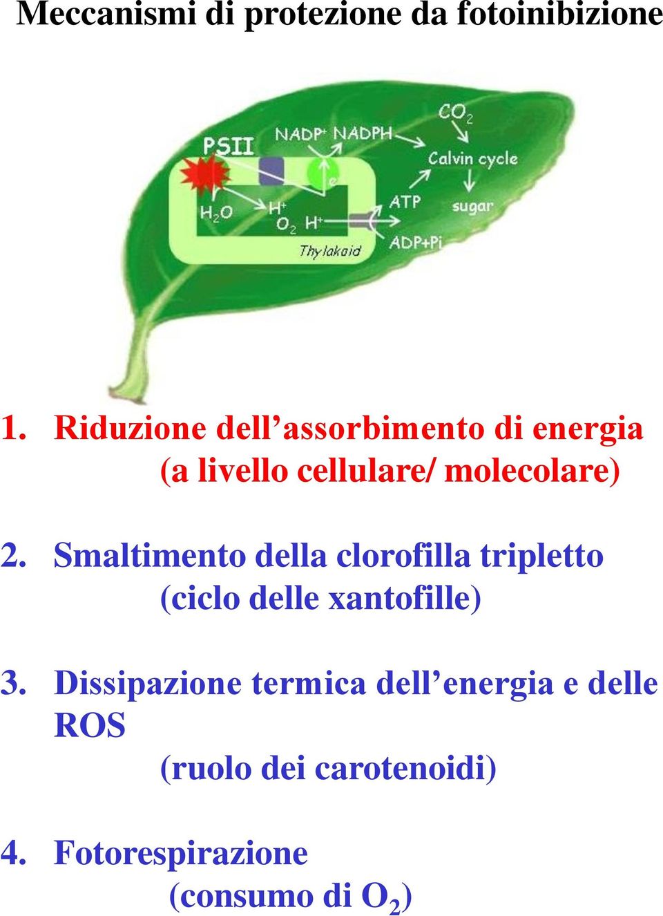 2. Smaltimento della clorofilla tripletto (ciclo delle xantofille) 3.