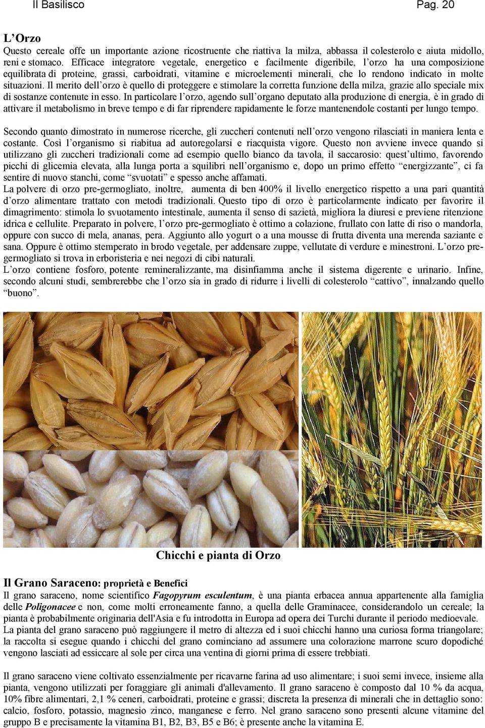 in molte situazioni. Il merito dell orzo è quello di proteggere e stimolare la corretta funzione della milza, grazie allo speciale mix di sostanze contenute in esso.