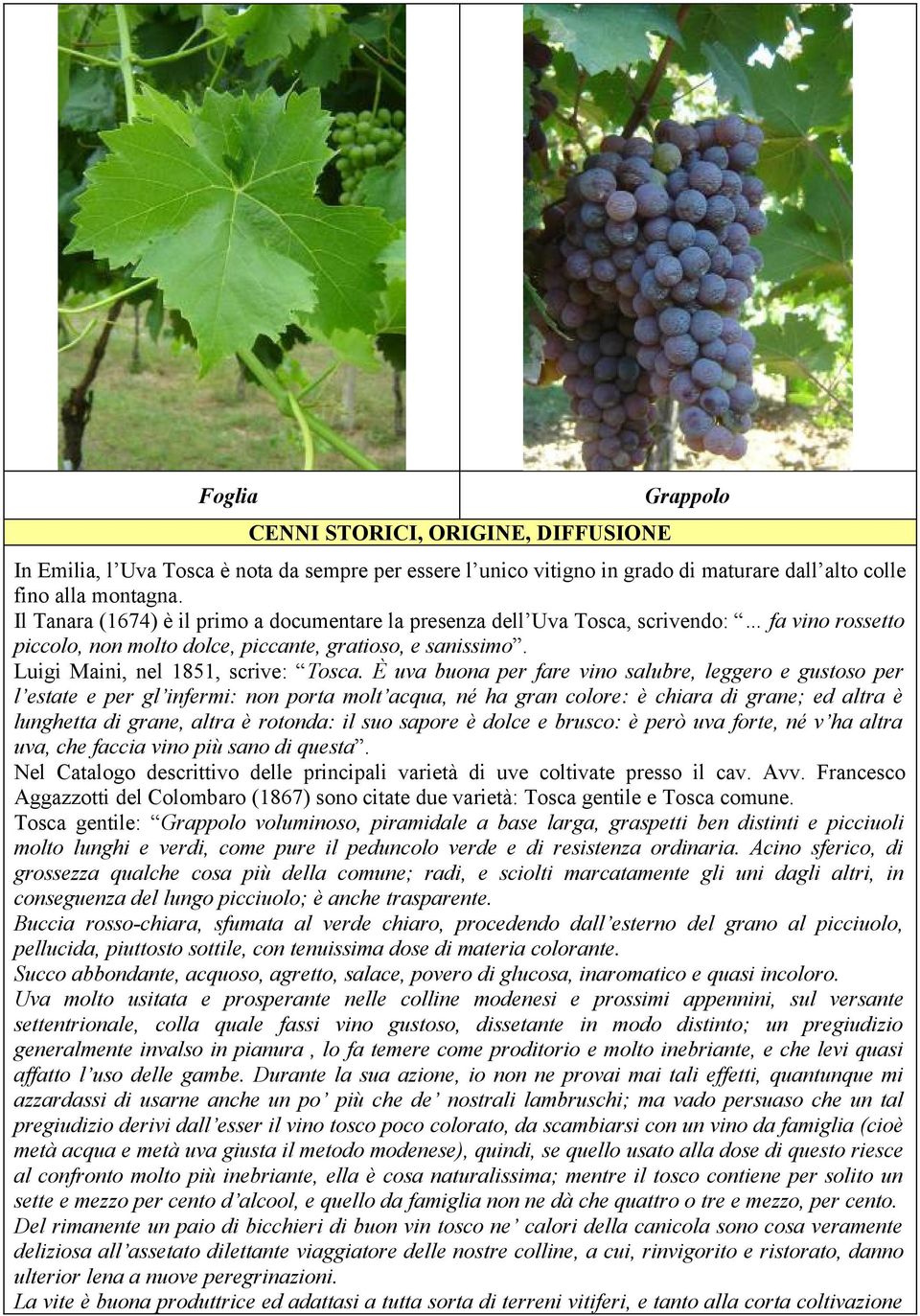 È uva buona per fare vino salubre, leggero e gustoso per l estate e per gl infermi: non porta molt acqua, né ha gran colore: è chiara di grane; ed altra è lunghetta di grane, altra è rotonda: il suo